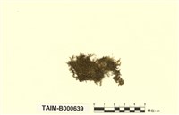 藏品(灰苔科)的圖片